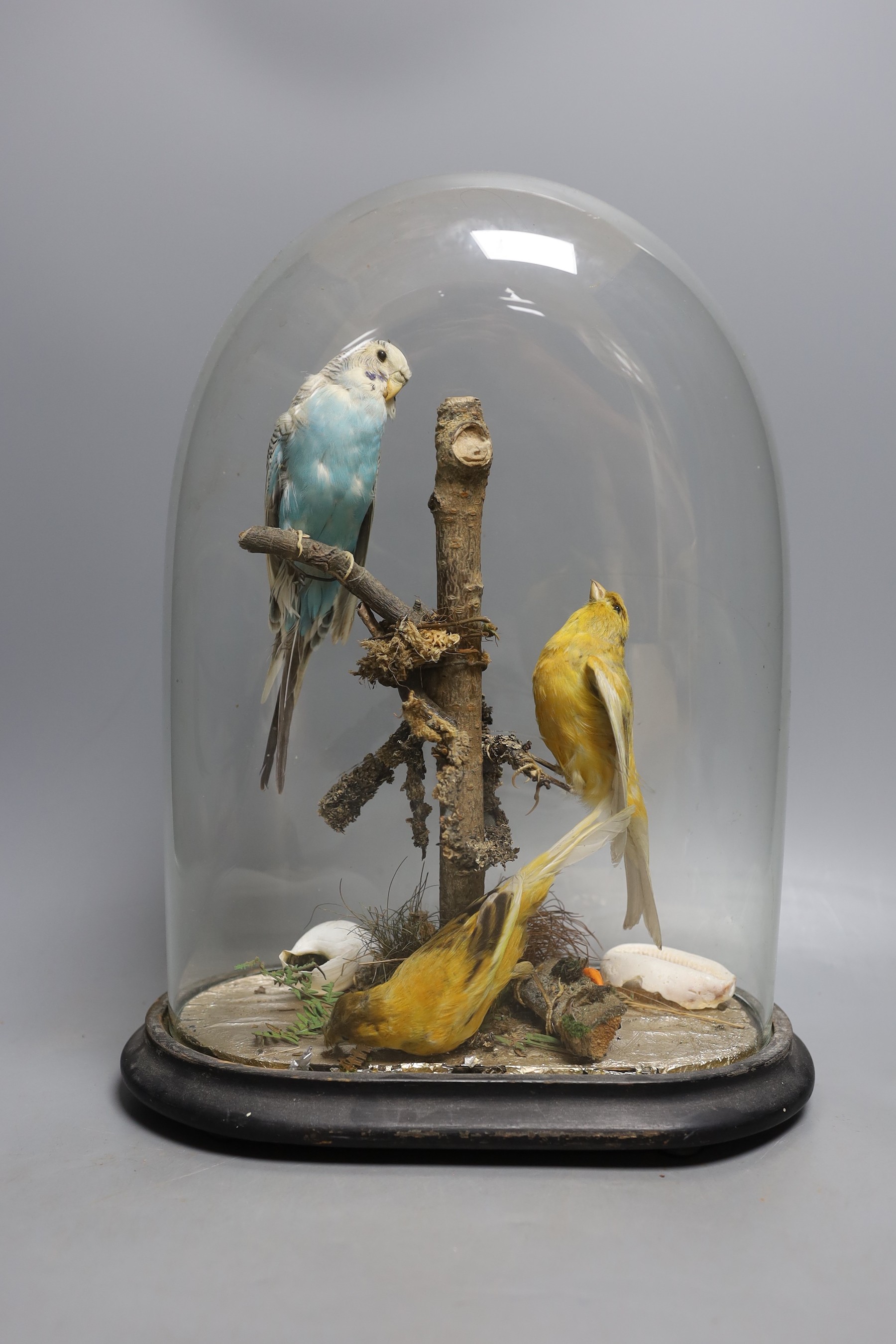 Taxidermy- a budgerigar and canary group, under a glass dome, 35 cm high